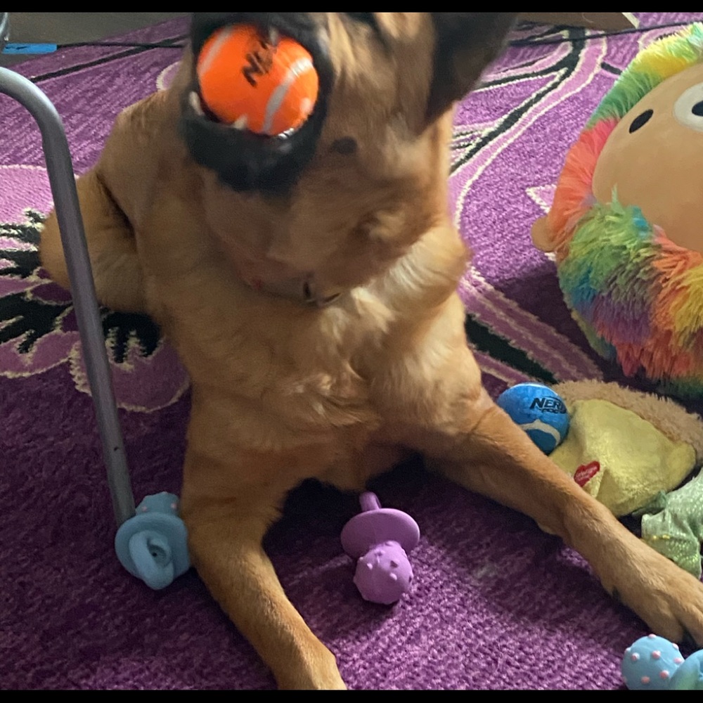 Meet your Posher, Barb